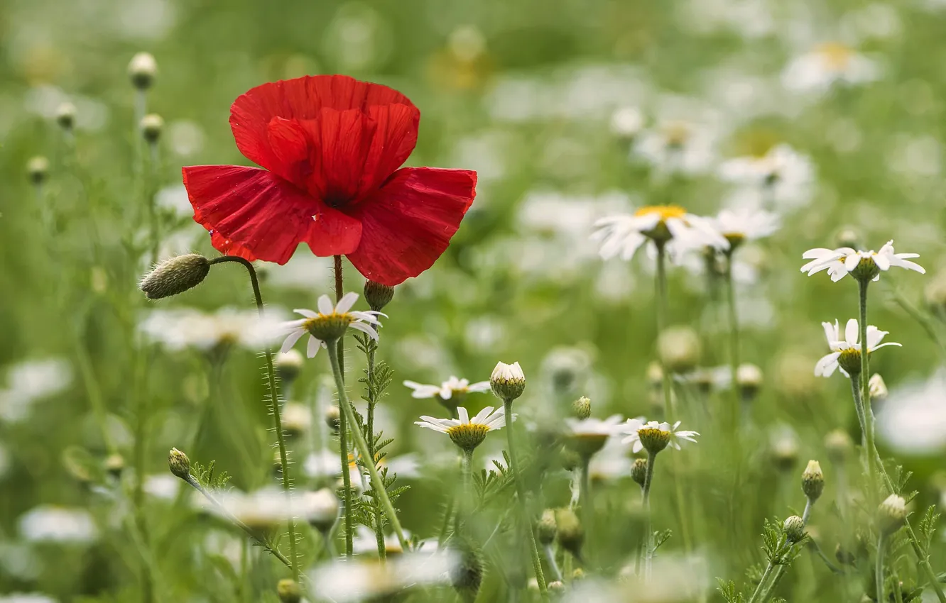 Photo wallpaper field, summer, Maki, chamomile