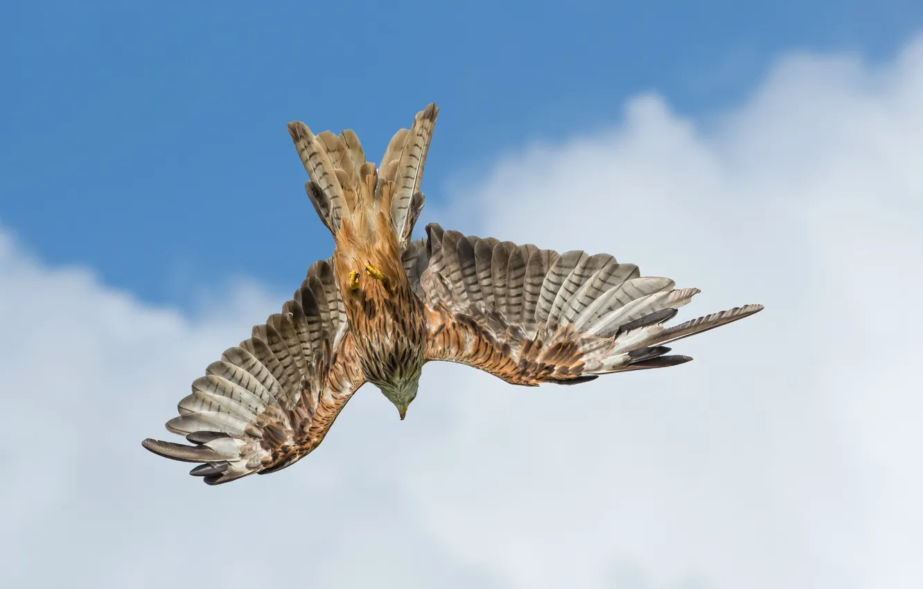 Photo wallpaper bird, wings, hunting, kite, peak