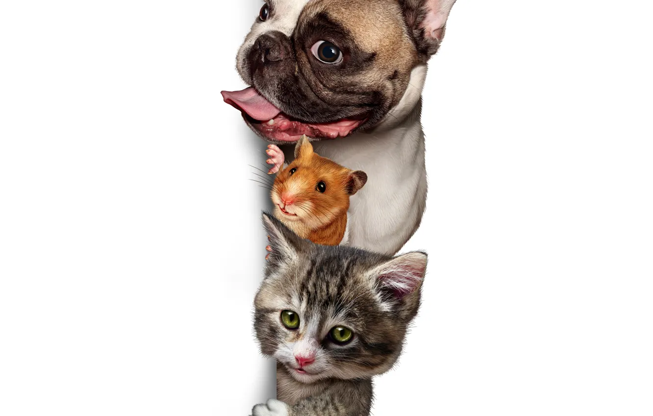 Photo wallpaper Dog, Cat, Cat, Bulldog, Hamster, Animals