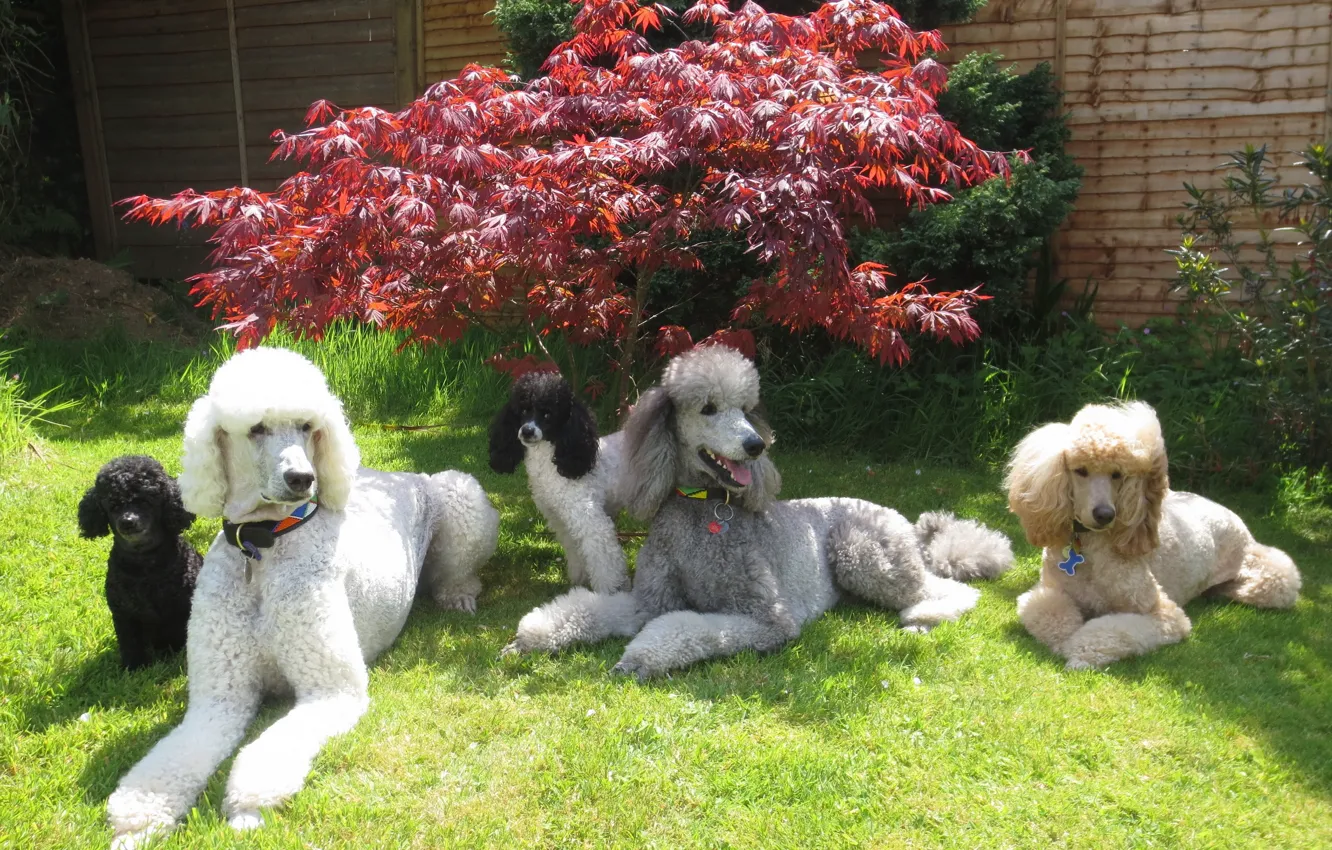 Photo wallpaper animals, dogs, grass, photo, poodle