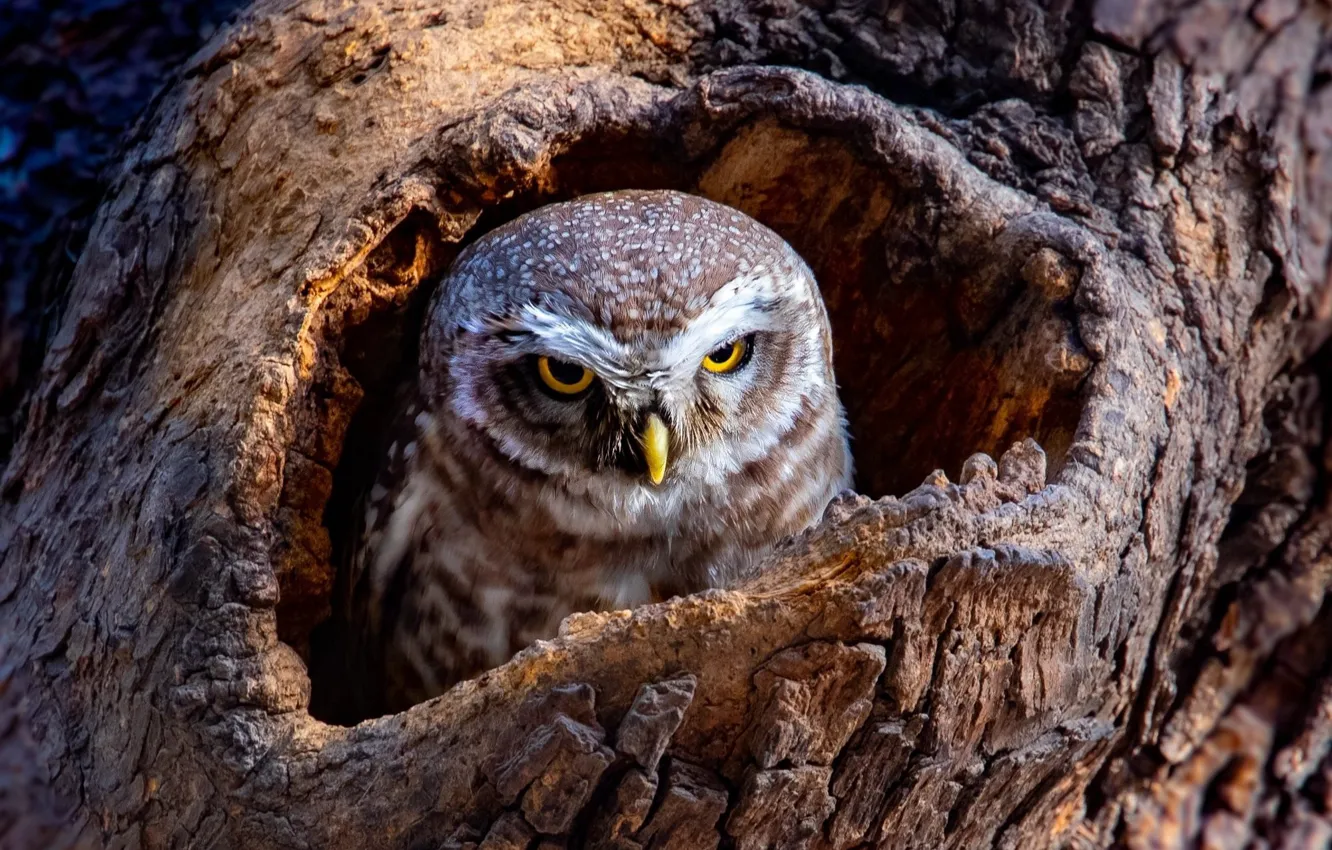 Photo wallpaper owl, bird of prey, in the hollow