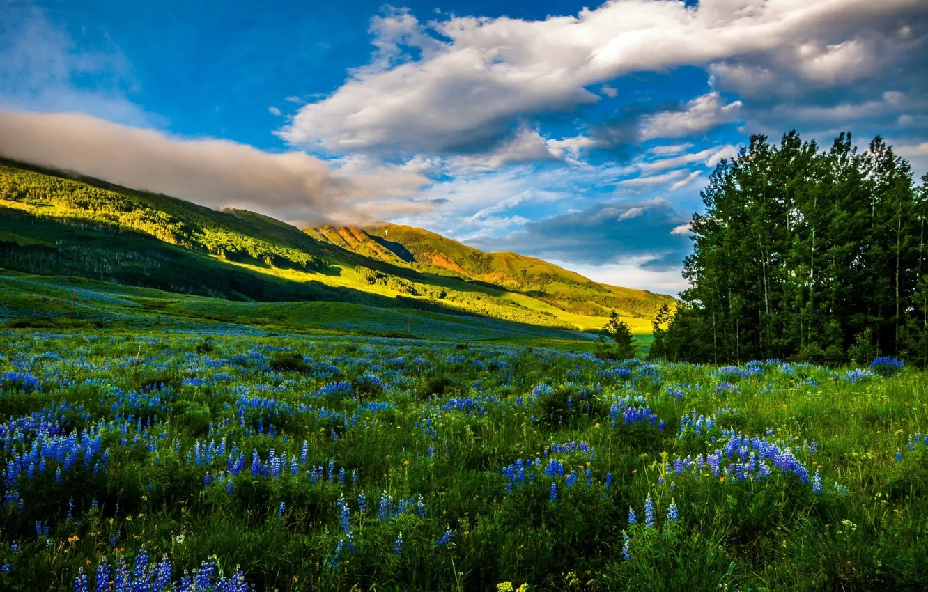 Photo wallpaper flowers, mountains, nature, photo, meadow, Colorado, USA