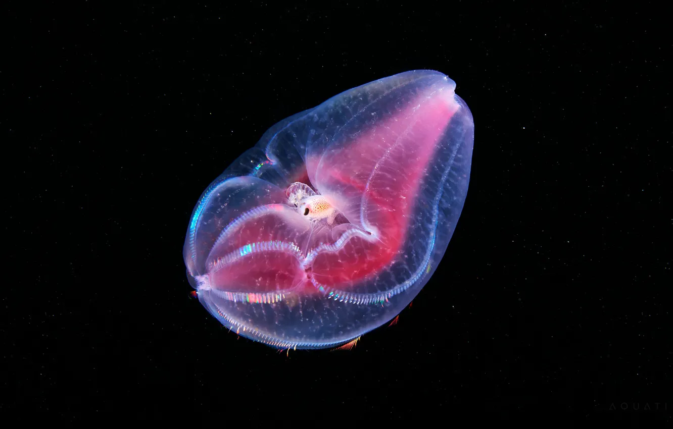 Photo wallpaper sea, water, macro, transparent, depth, pink, black background, underwater world