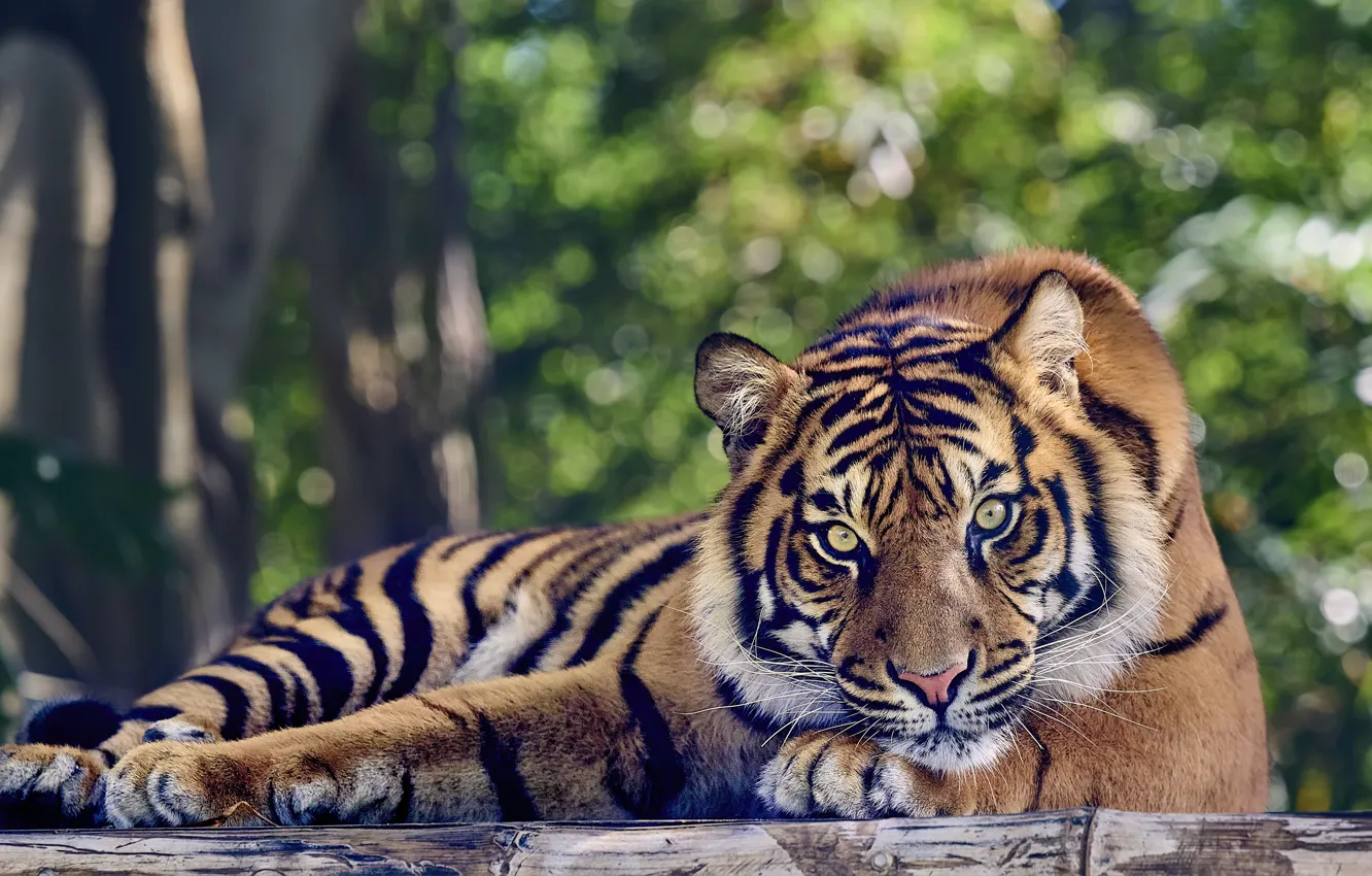 Photo wallpaper look, face, trees, tiger, pose, stay, lies, log