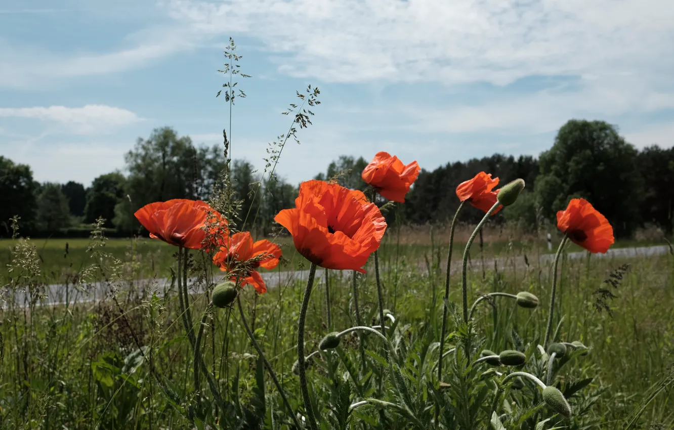Photo wallpaper road, field, summer, the sky, grass, clouds, trees, flowers