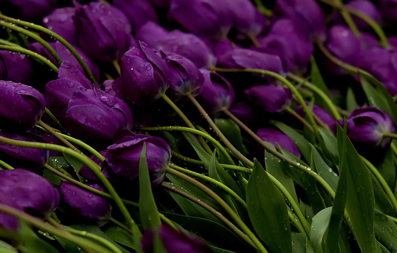 Photo wallpaper water, drops, flowers, stems, Tulips, purple, buds