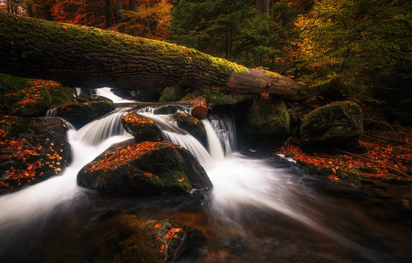 Photo wallpaper autumn, forest, leaves, water, trees, stones, tree, vegetation