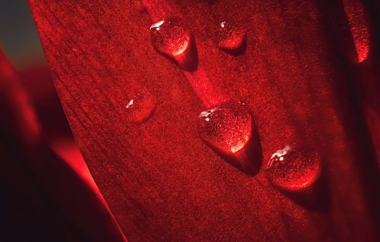 Photo wallpaper wallpaper, flower, macro