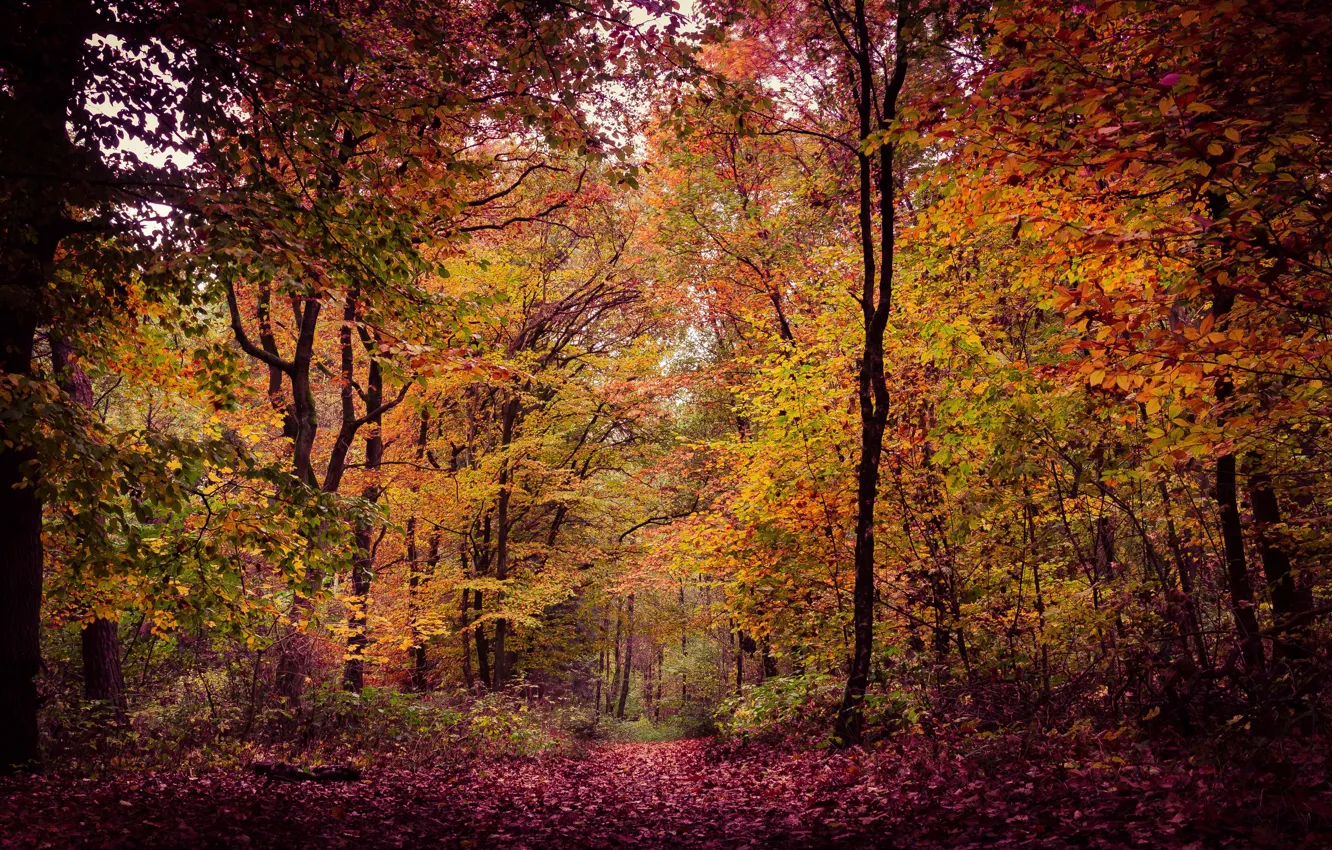 Photo wallpaper autumn, foliage, woodland
