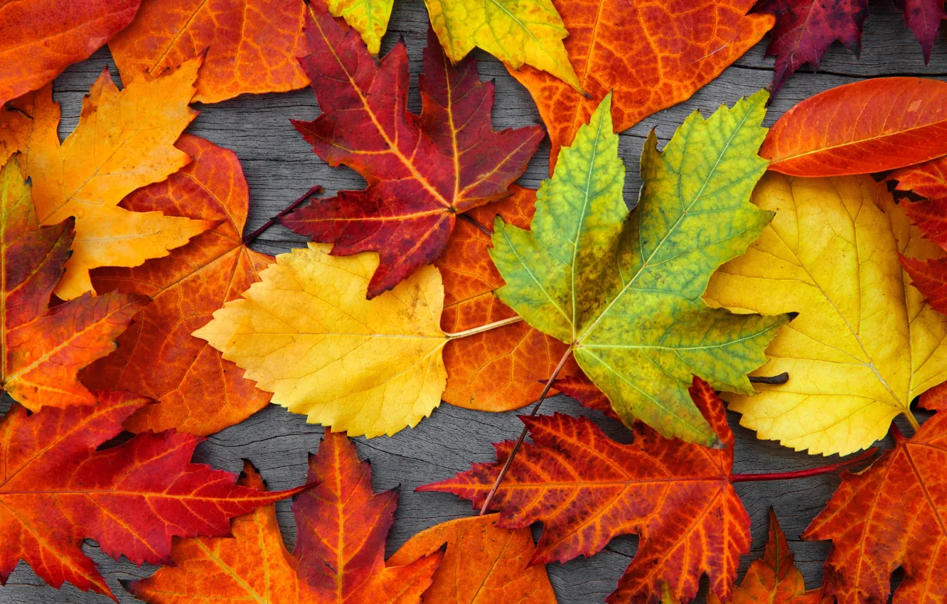 Photo wallpaper leaves, tree, colorful, autumn, leaves, autumn