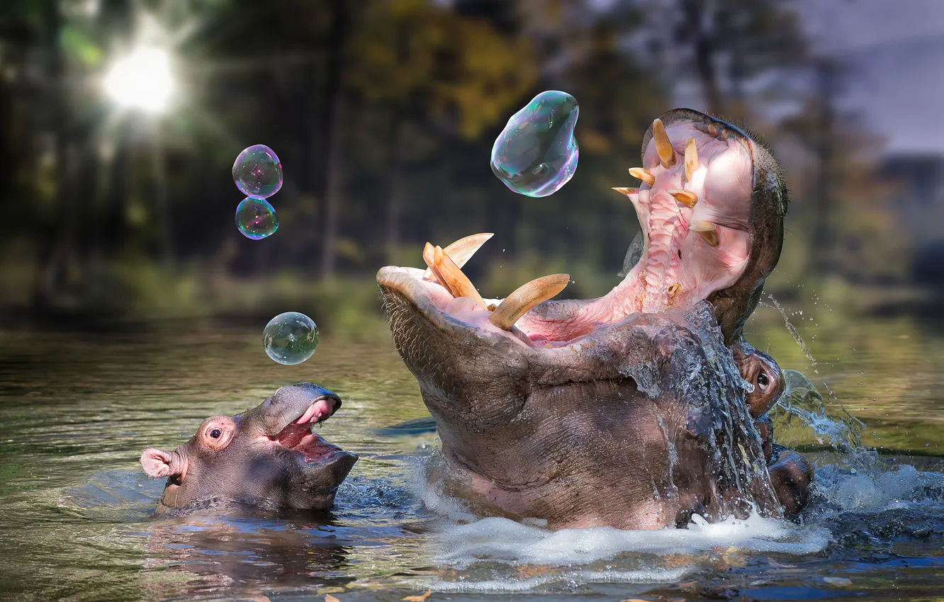 Photo wallpaper Hippo, in the water, sports