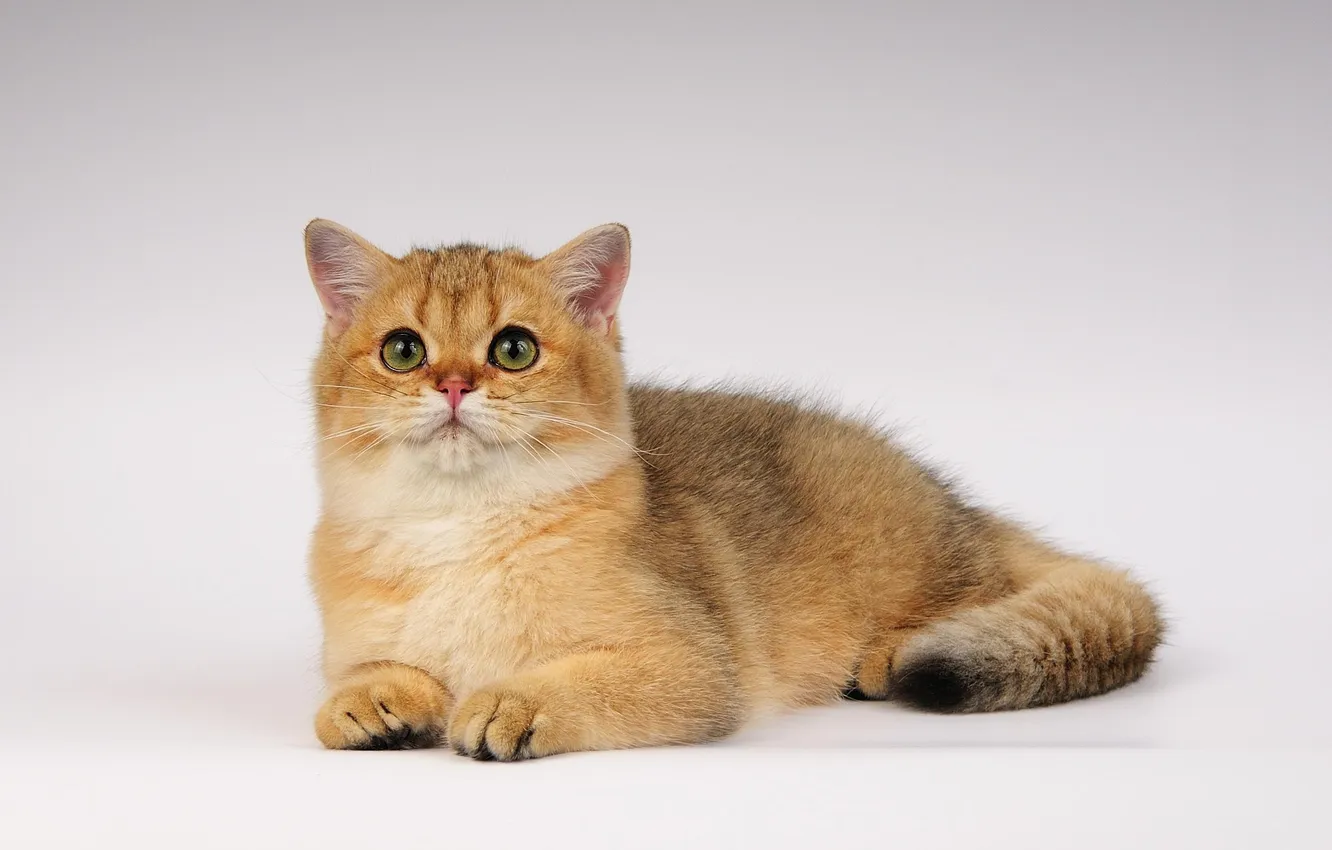 Photo wallpaper cat, look, eyes, ears