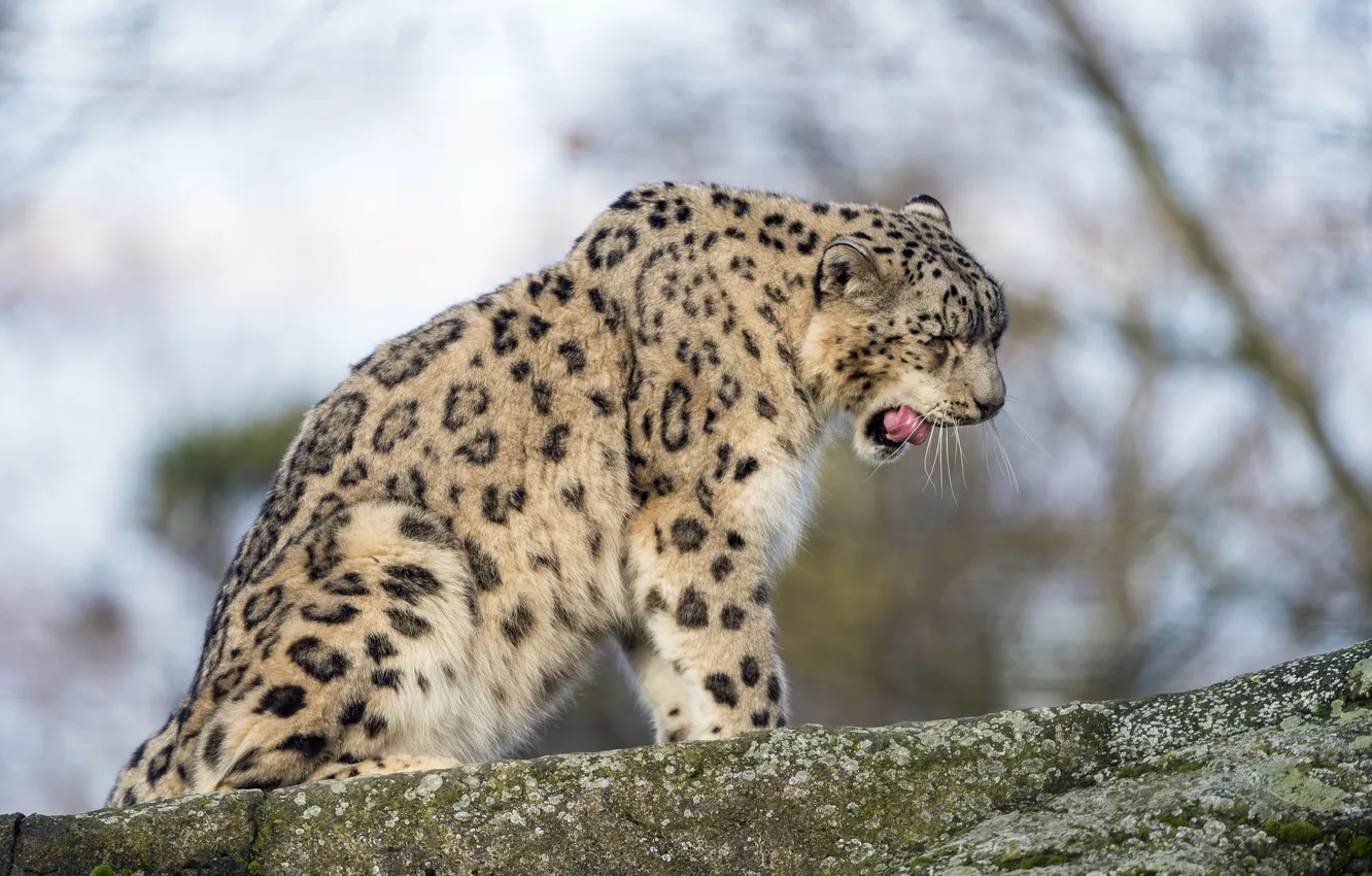 Photo wallpaper cat, stones, IRBIS, snow leopard, yawns, ©Tambako The Jaguar