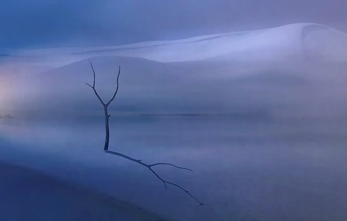 Photo wallpaper trees, landscape, shadow