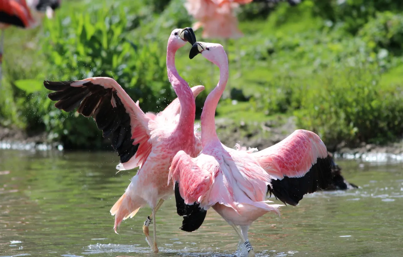 Photo wallpaper bird, dance, Flamingo