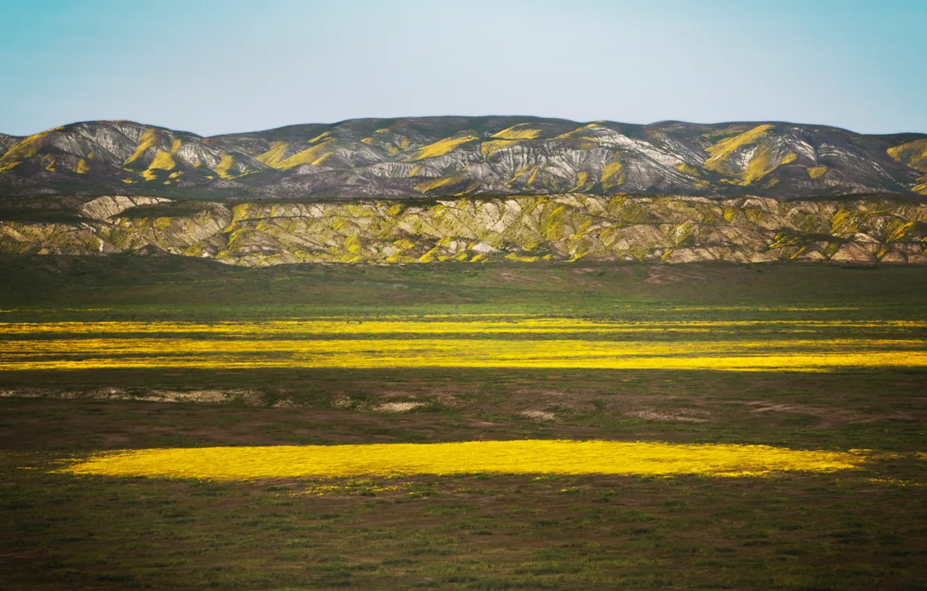 Photo wallpaper field, landscape, flowers, mountains, yellow, 8k+