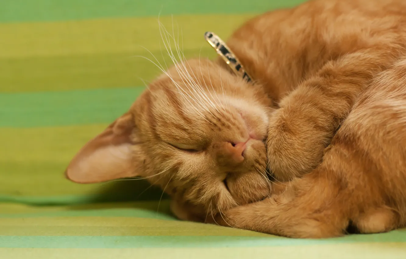 Photo wallpaper cat, sleeping, red, kitty, a ball