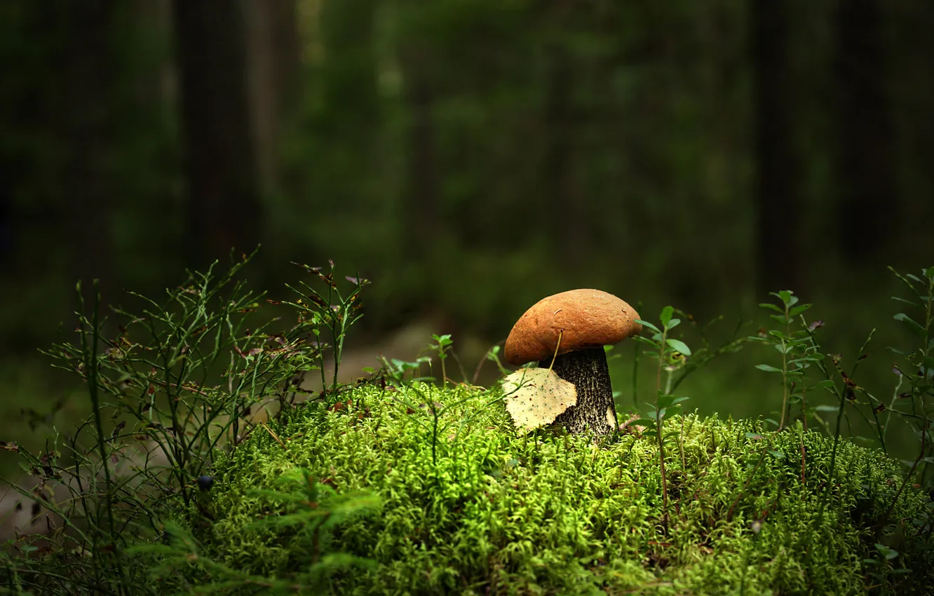 Photo wallpaper forest, sprig, glade, mushrooms, moss, path, boletus, Autumn leaf