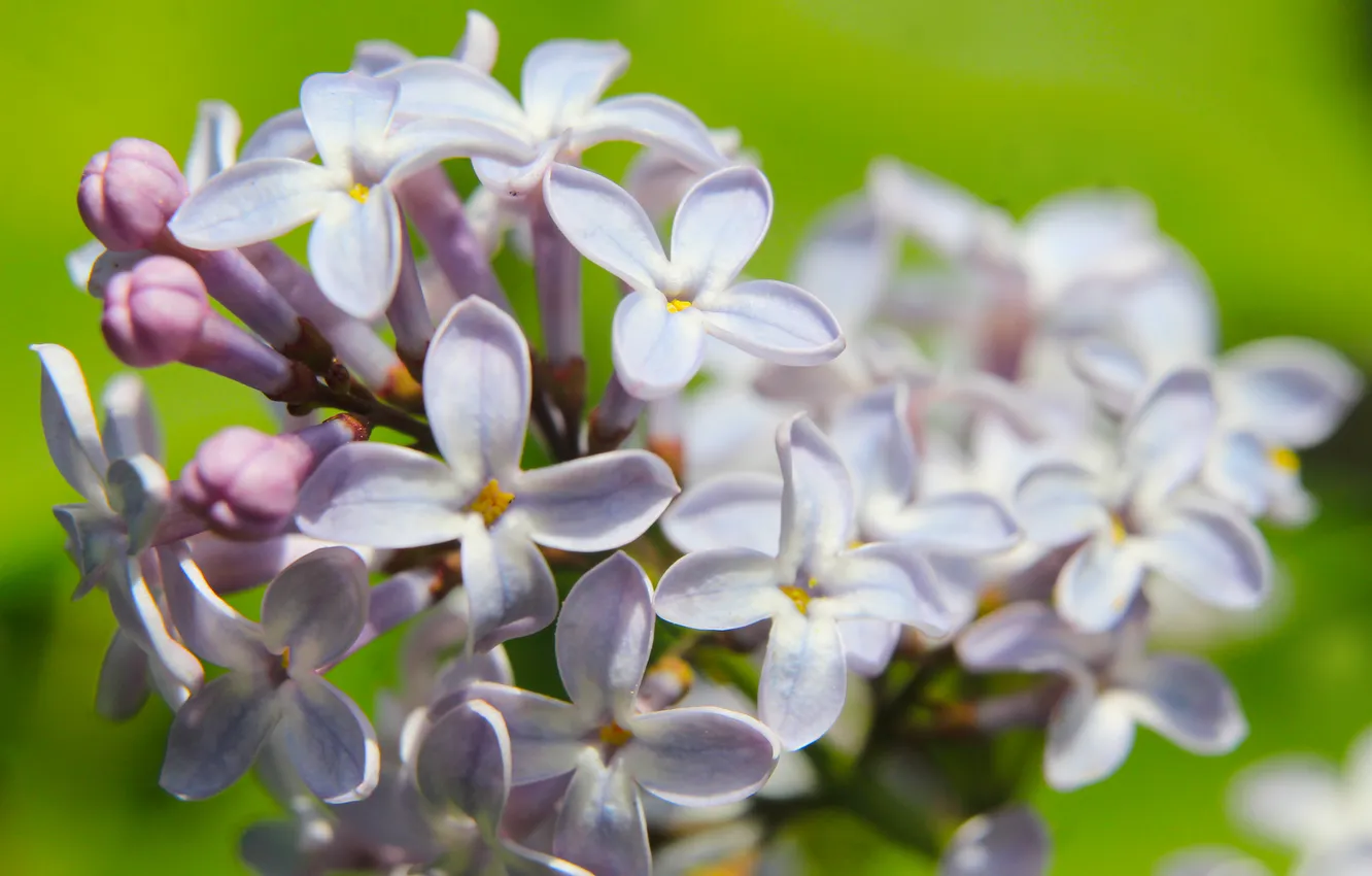 Photo wallpaper flower, spring, lilac, blooming