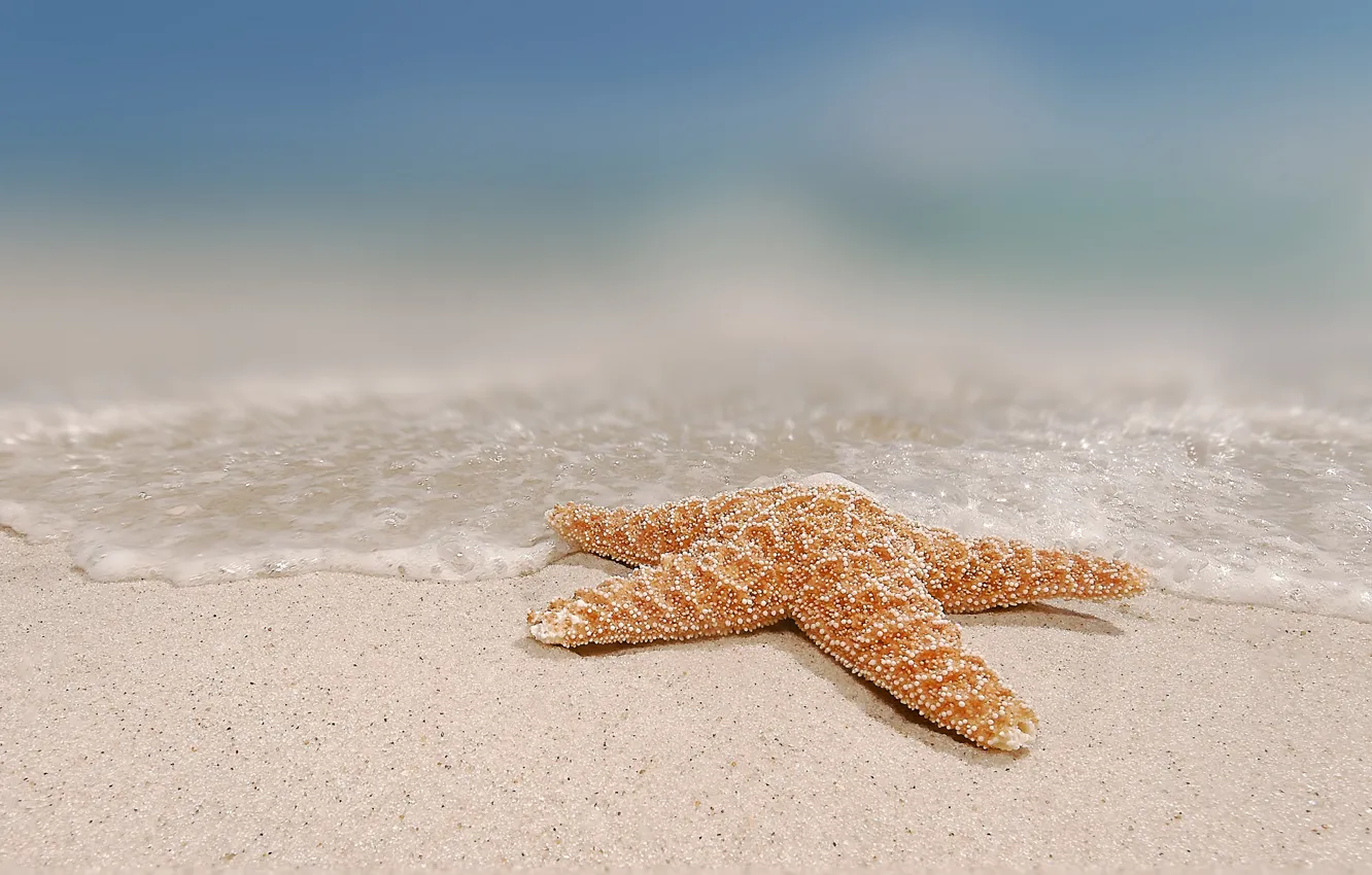 Photo wallpaper sand, water, starfish