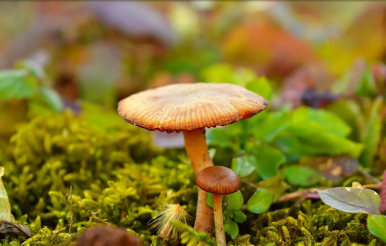 Photo wallpaper Mushrooms, Nature, Mushrooms