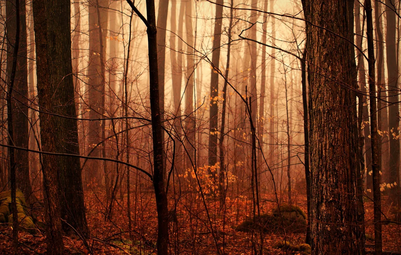 Photo wallpaper drops, nature, moisture, after the rain, haze, autumn forest