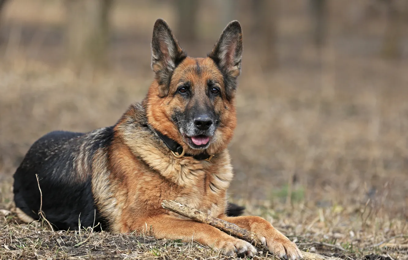 Photo wallpaper handsome, dog, shepherd