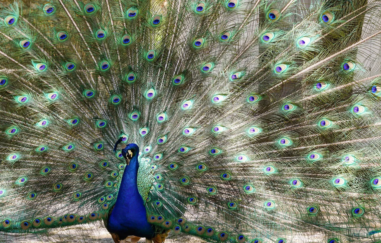 Photo wallpaper bird, feathers, tail, peacock, pussy