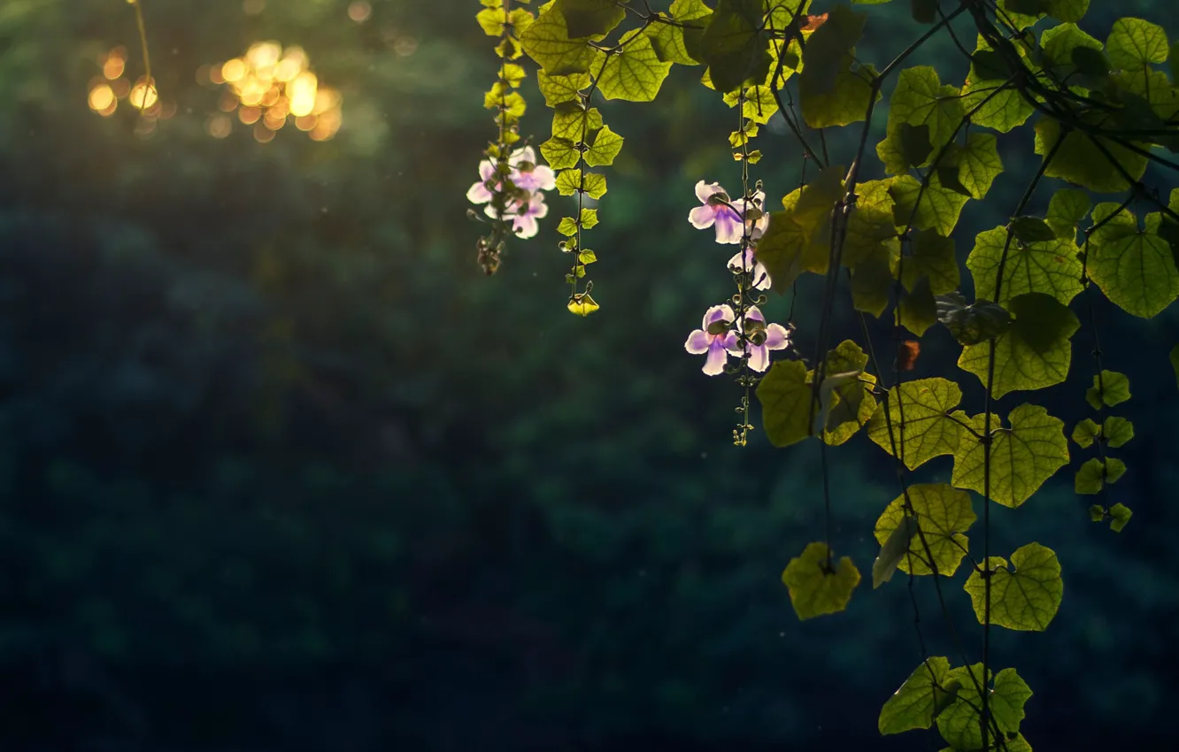 Photo wallpaper flowers, nature, foliage, bokeh
