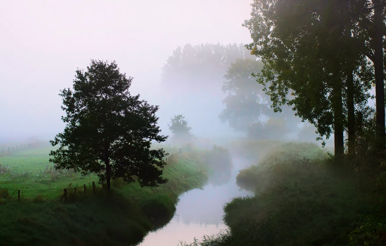 Photo wallpaper trees, nature, fog, river, morning