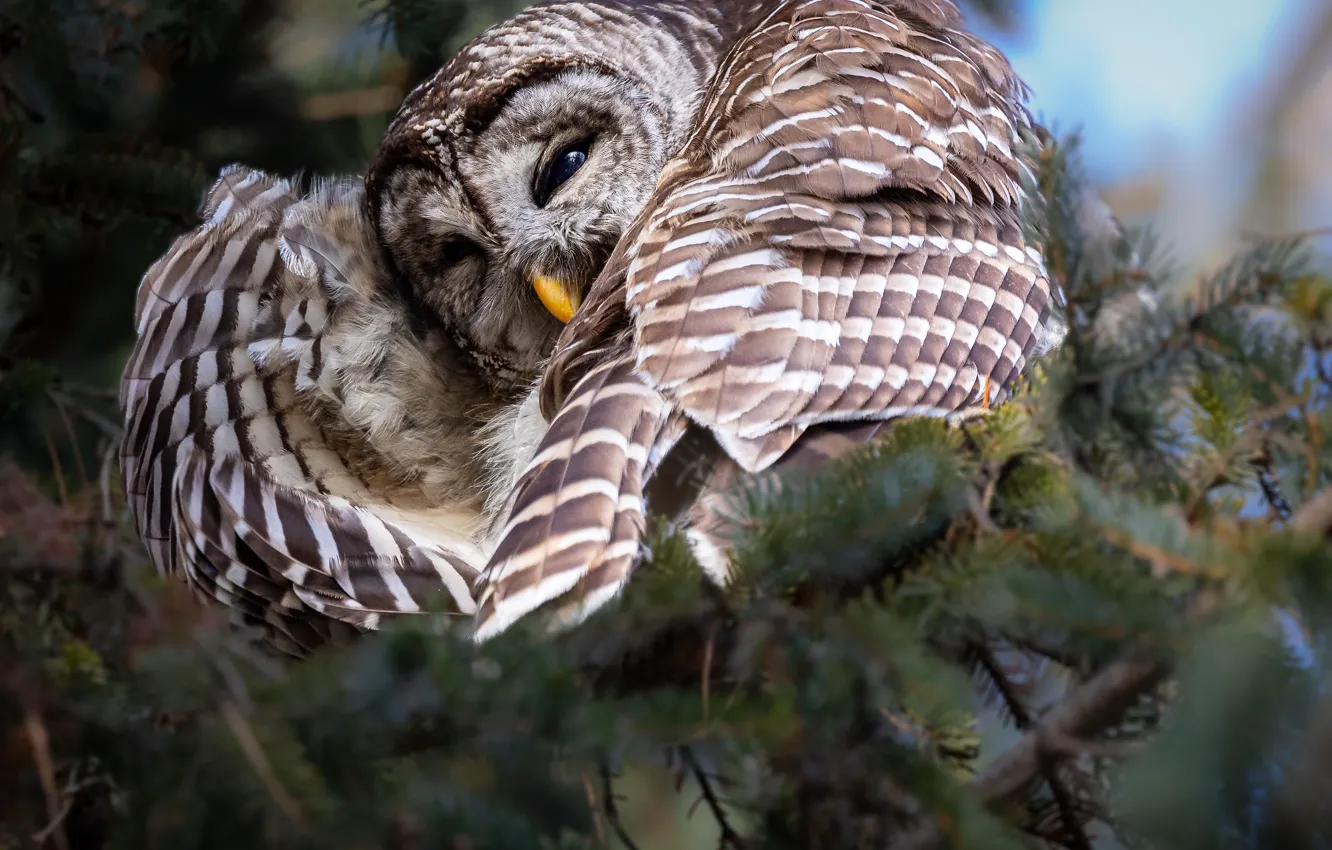 Photo wallpaper branches, owl, bird, wings, closed eyes, owl
