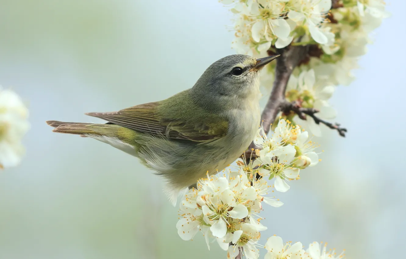 Photo wallpaper flowers, branches, cherry, grey, bird, spring, white, light background