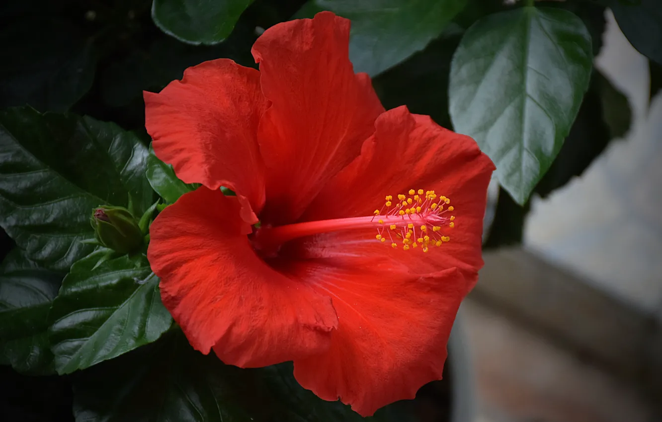 Photo wallpaper Hibiscus, Hibiscus, Red flower, Red flower