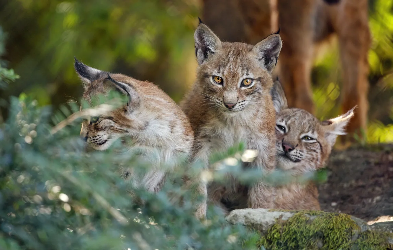 Photo wallpaper nature, lynx, lynx, a small lynx