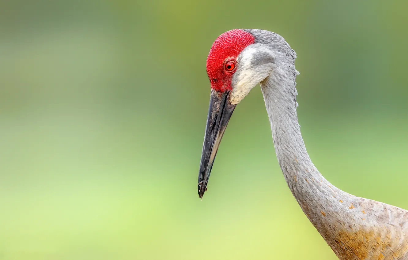 Photo wallpaper background, bird, Sandhill Crane