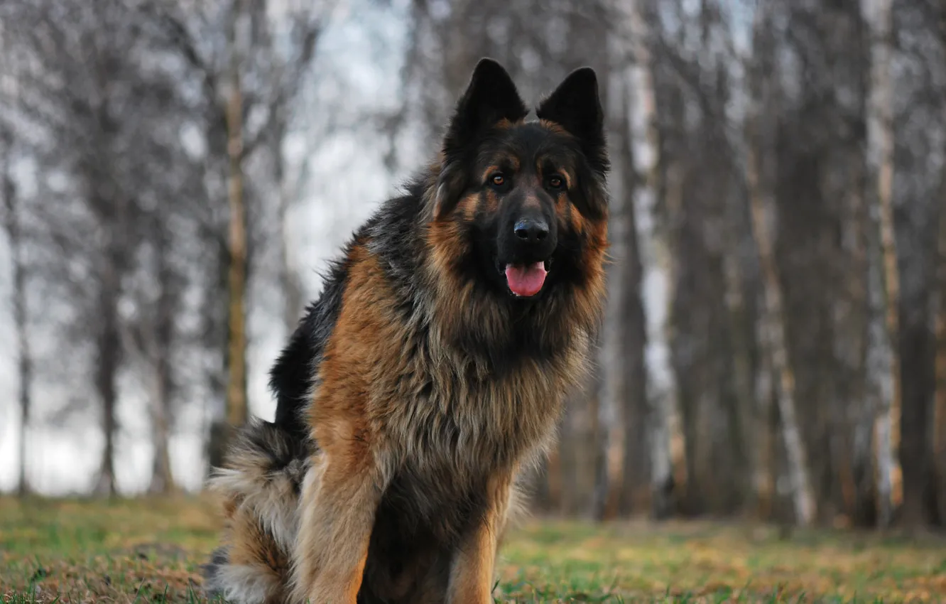 Photo wallpaper Dog, dog, German shepherd