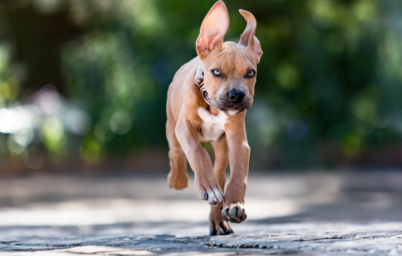 Photo wallpaper dog, running, puppy, ears, bokeh
