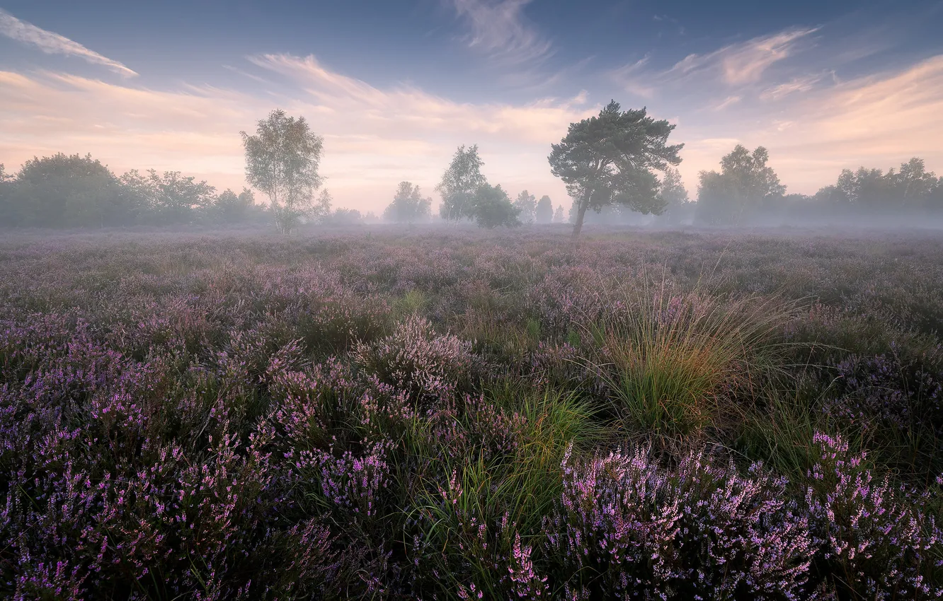 Photo wallpaper field, trees, fog, Heather