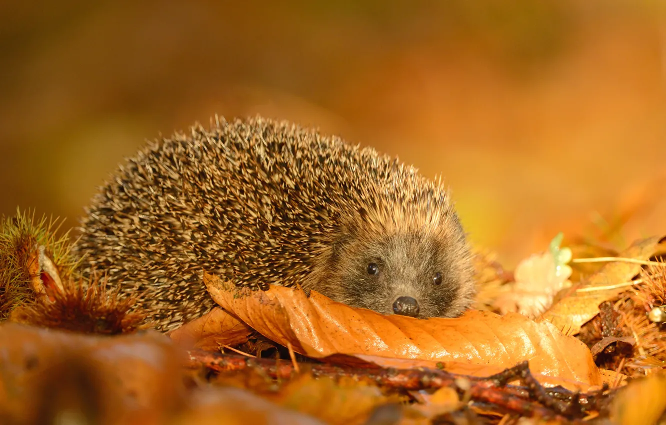 Photo wallpaper autumn, look, nature, background, foliage, muzzle, hedgehog, hedgehog