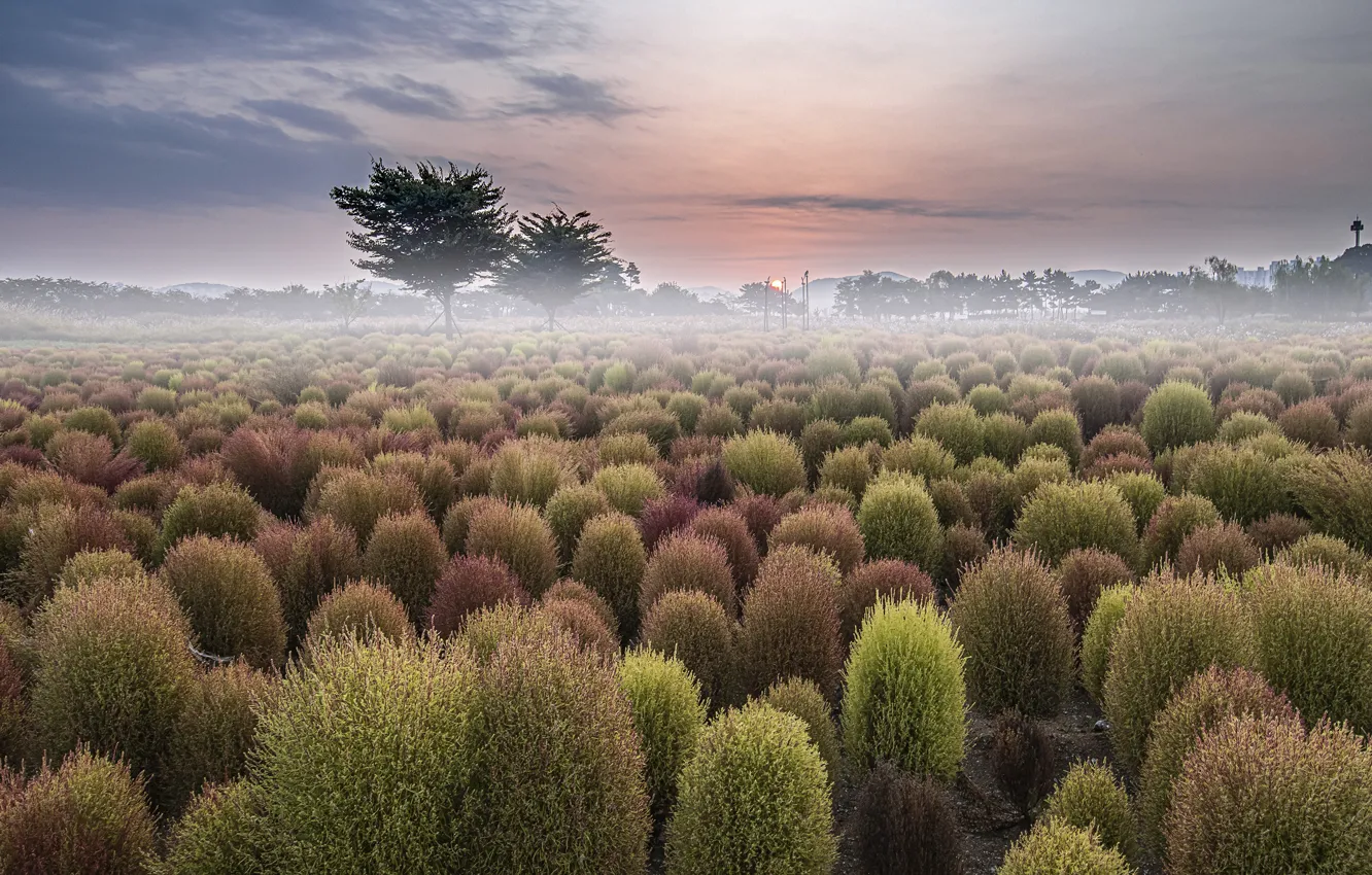 Photo wallpaper field, the sky, clouds, trees, fog, Park, dawn, Asia