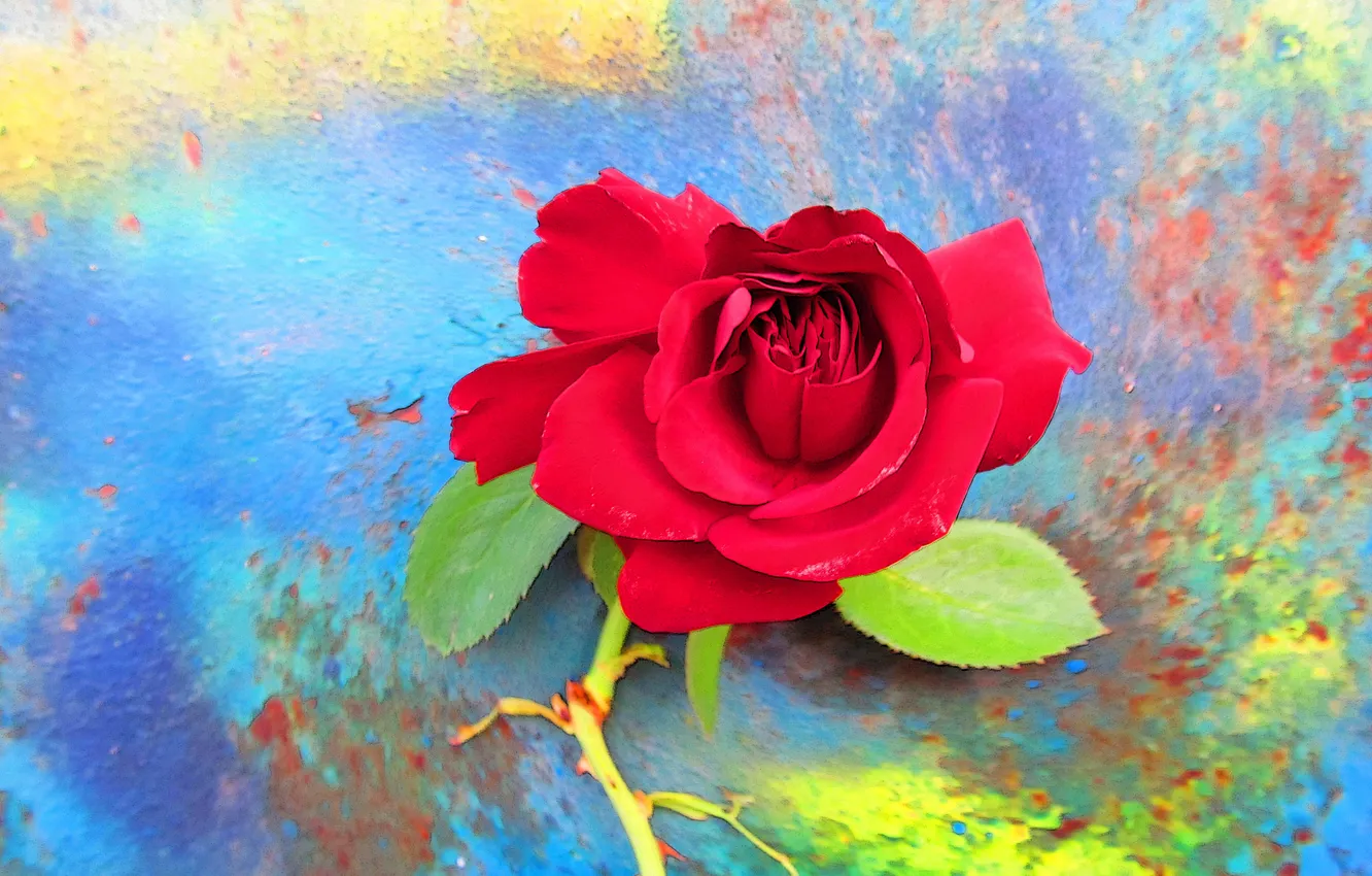 Photo wallpaper flower, rose, petals, Bud