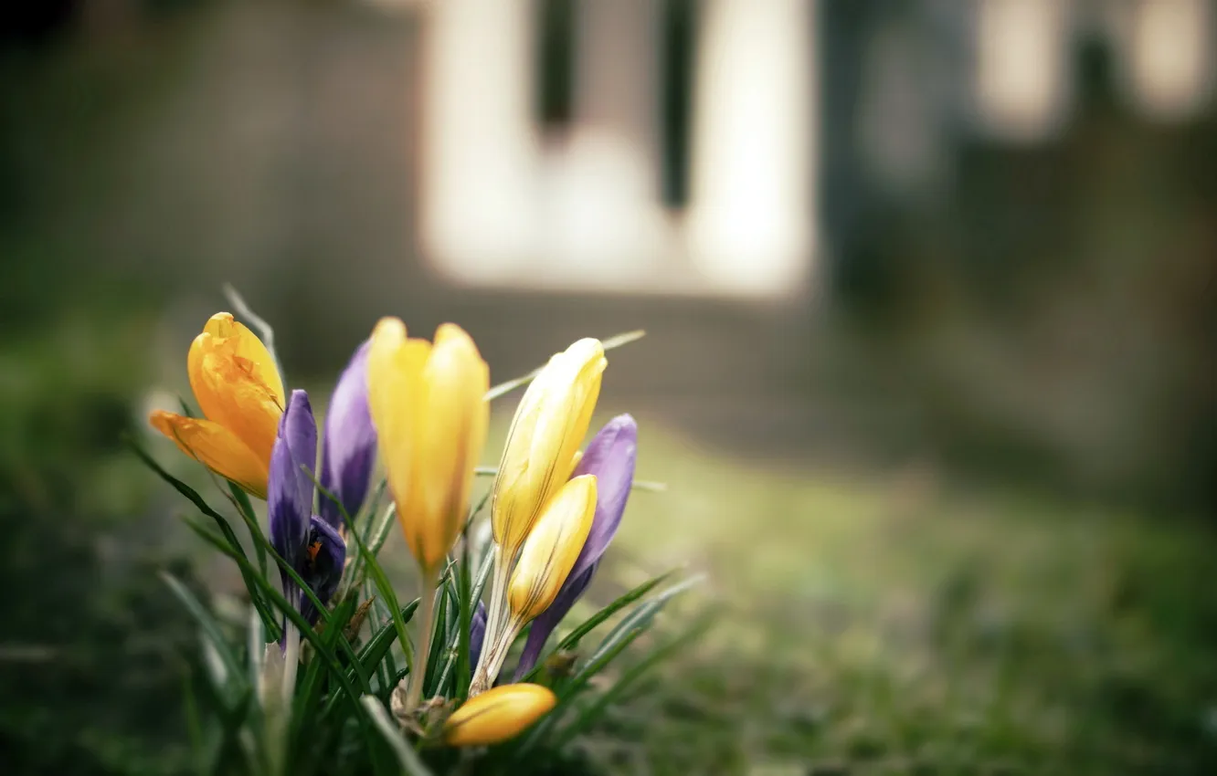 Photo wallpaper macro, flowers, nature