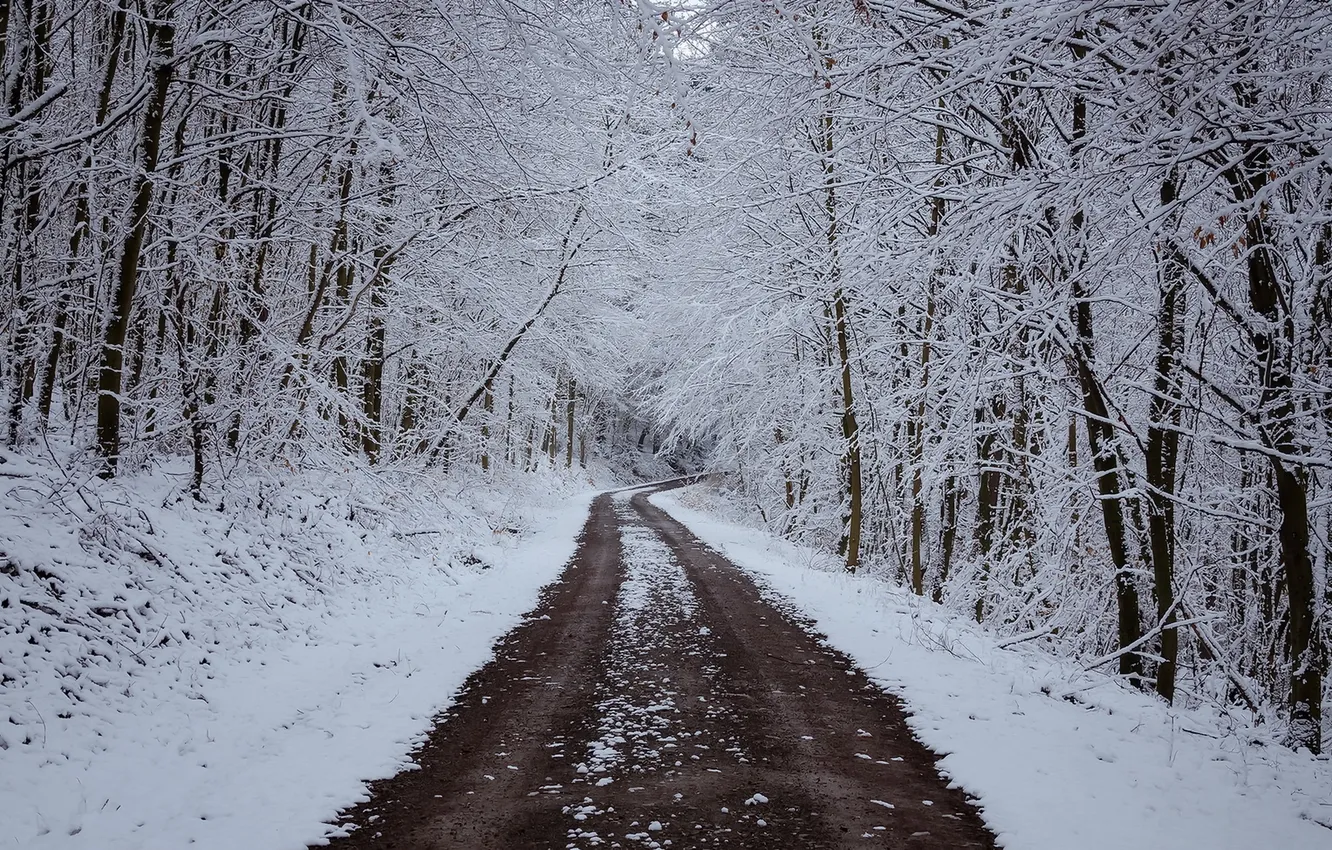 Photo wallpaper winter, road, forest