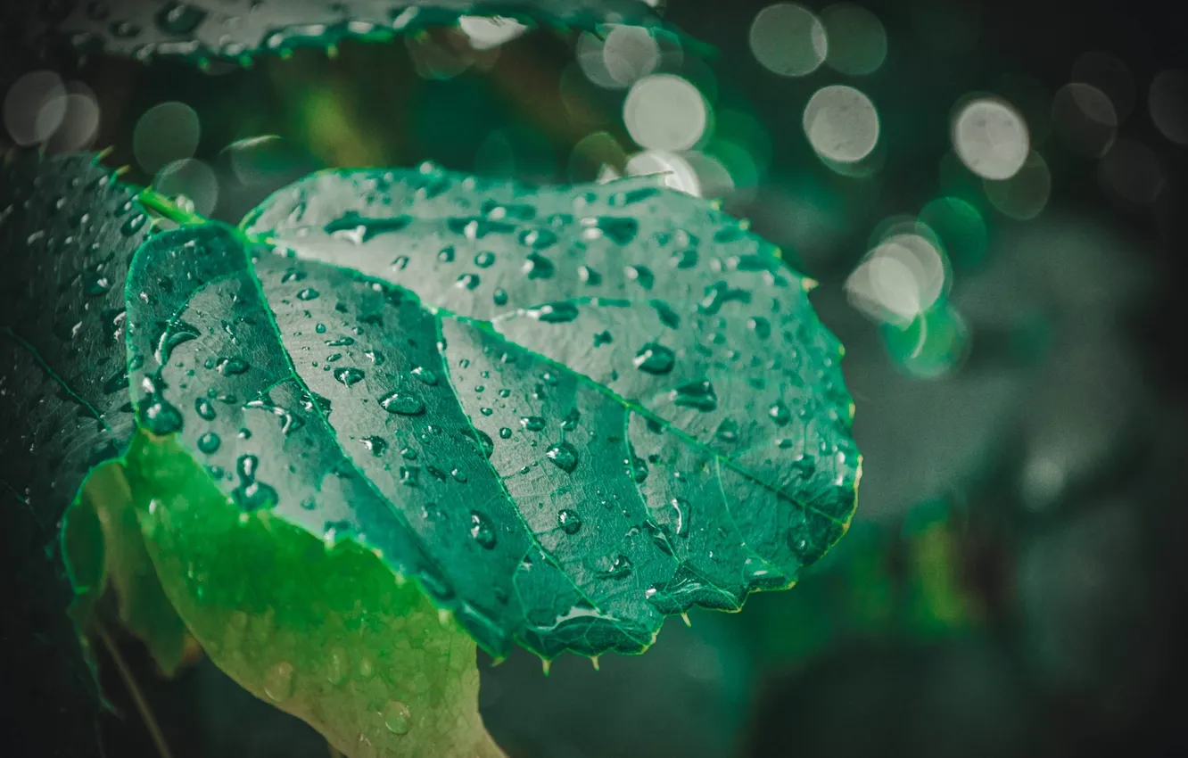 Photo wallpaper greens, leaves, drops, macro, Rosa