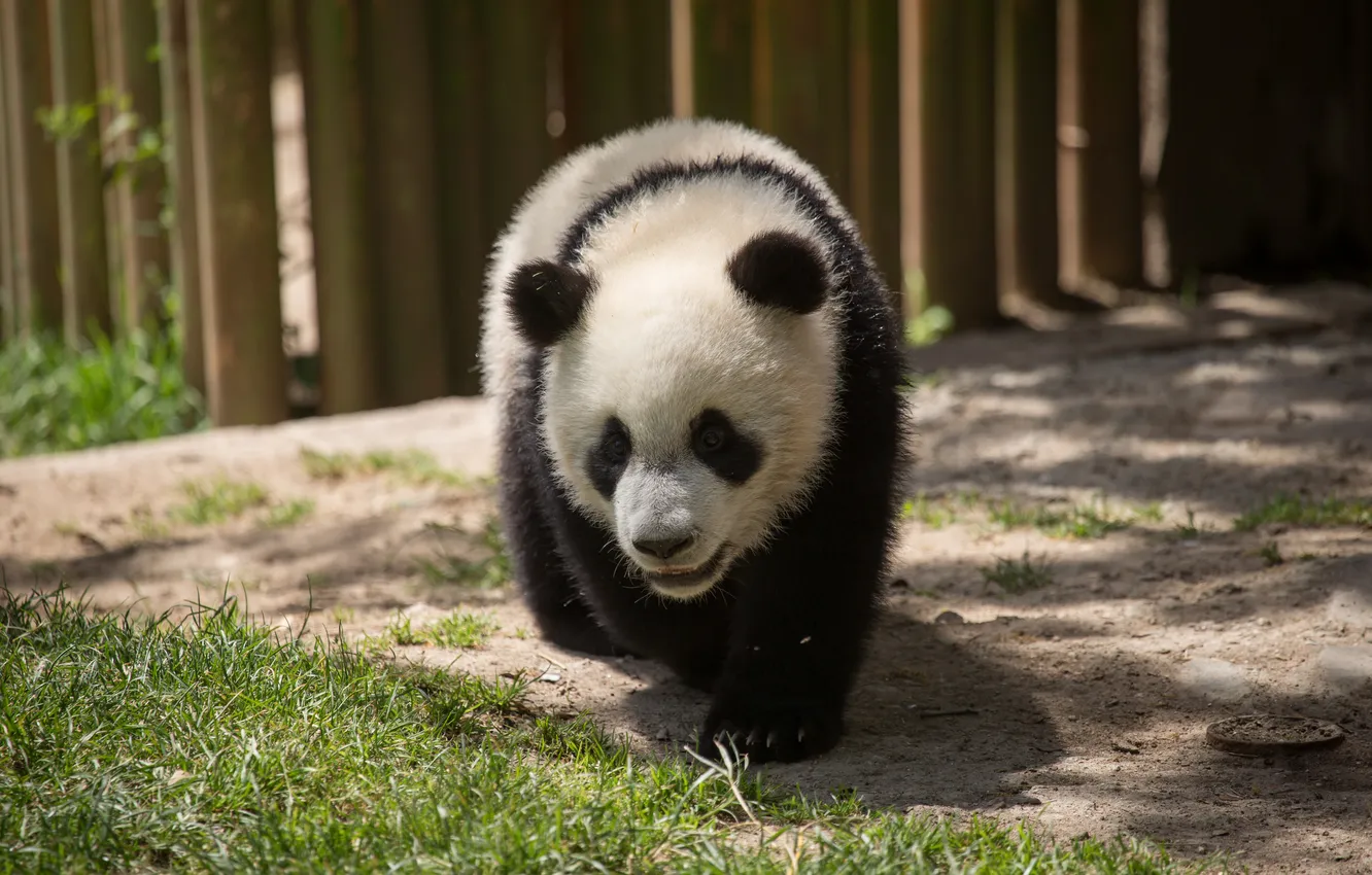 Photo wallpaper grass, bear, bear, Panda, cub