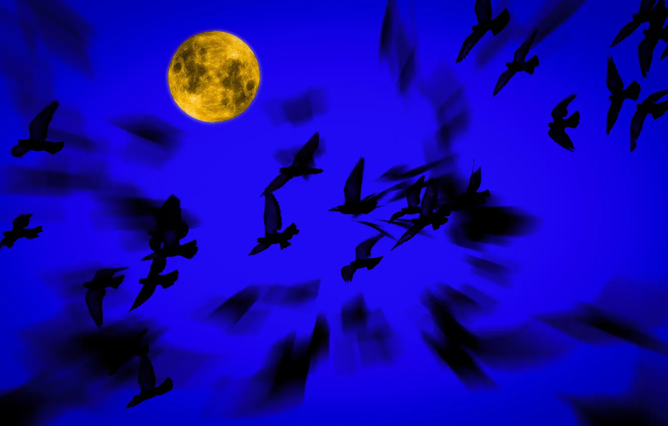Photo wallpaper birds, night, The moon