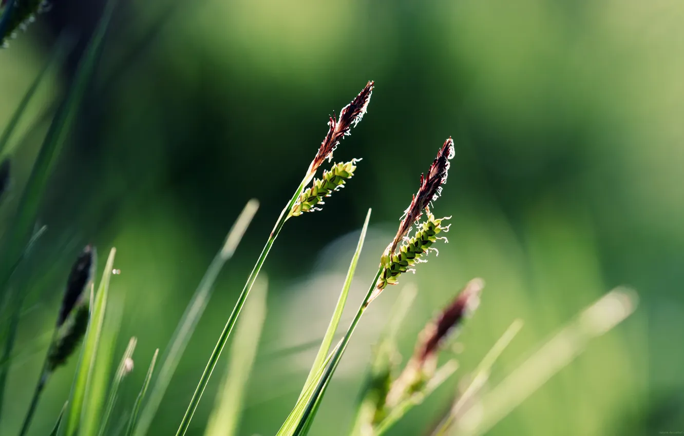 Photo wallpaper greens, grass, serenity