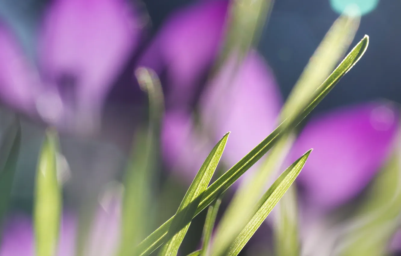 Photo wallpaper grass, macro, flowers, blur, Sunny, grass