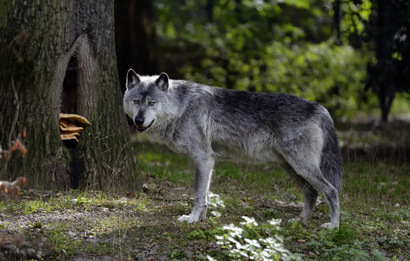 Photo wallpaper forest, nature, grey, wolf, predator