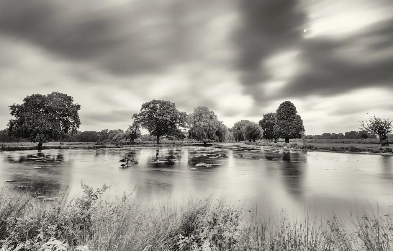 Photo wallpaper trees, pond, black and white photo